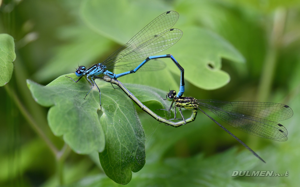 Azure Damselfly (Coenagrion puella)